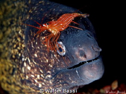 "Chapeau"
 by Walter Bassi 